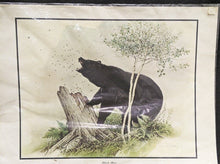 Load image into Gallery viewer, 1969 Canadian Wildlife Reproductions Litho - M.G. Loates - Black Bear - 23&quot;x18&quot;
