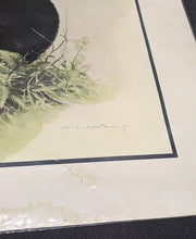 Load image into Gallery viewer, 1969 Canadian Wildlife Reproductions Litho - M.G. Loates - Black Bear - 23&quot;x18&quot;
