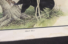 Load image into Gallery viewer, 1969 Canadian Wildlife Reproductions Litho - M.G. Loates - Black Bear - 23&quot;x18&quot;
